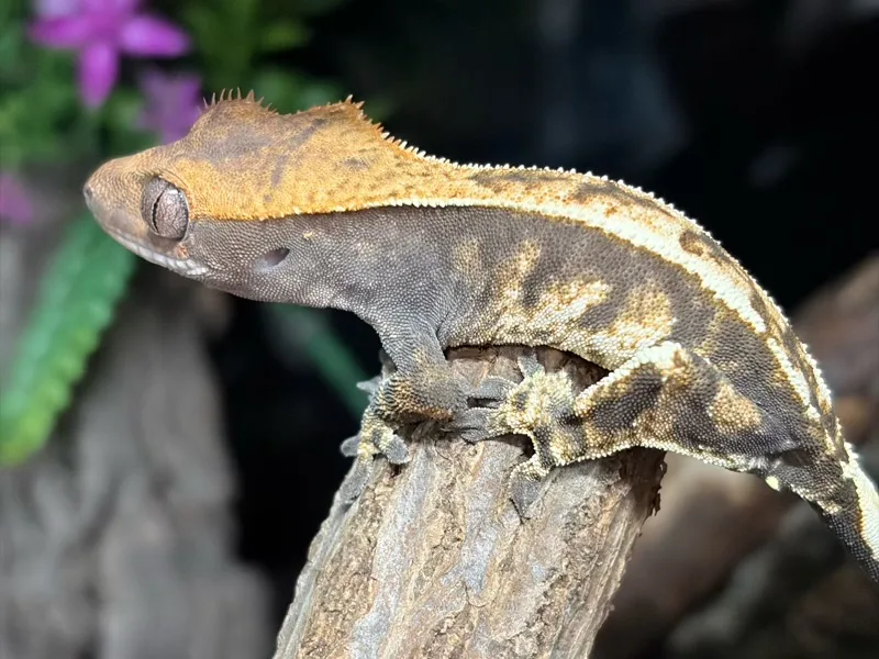 Cappuccino Tri Colour