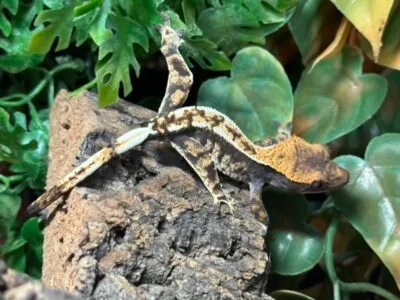 Cappuccino Tri Colour