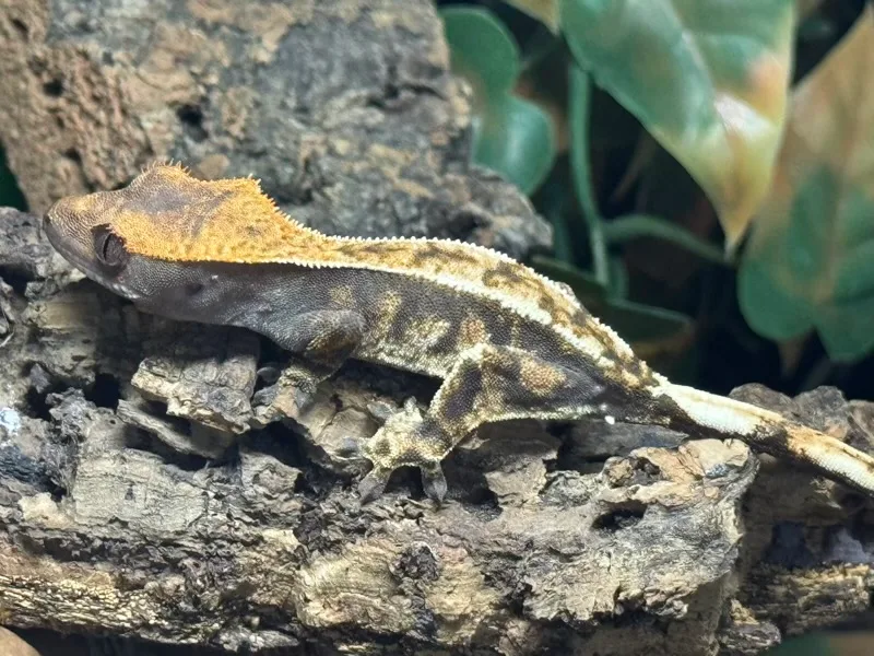 Cappuccino Tri Colour