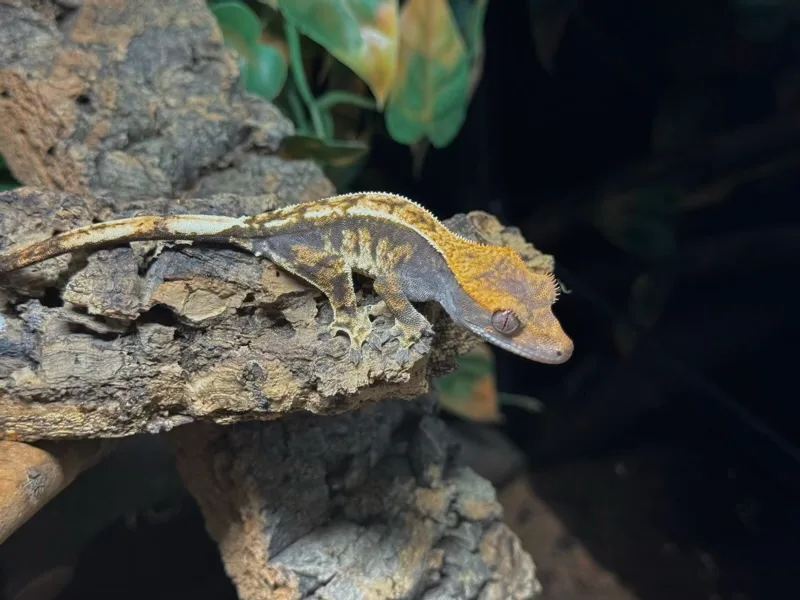 Cappuccino Tri Colour