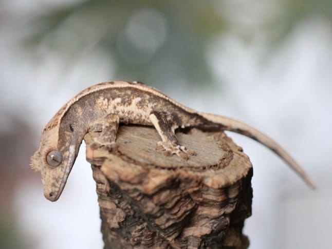 Pretty Lilly White Baby - Unsexed