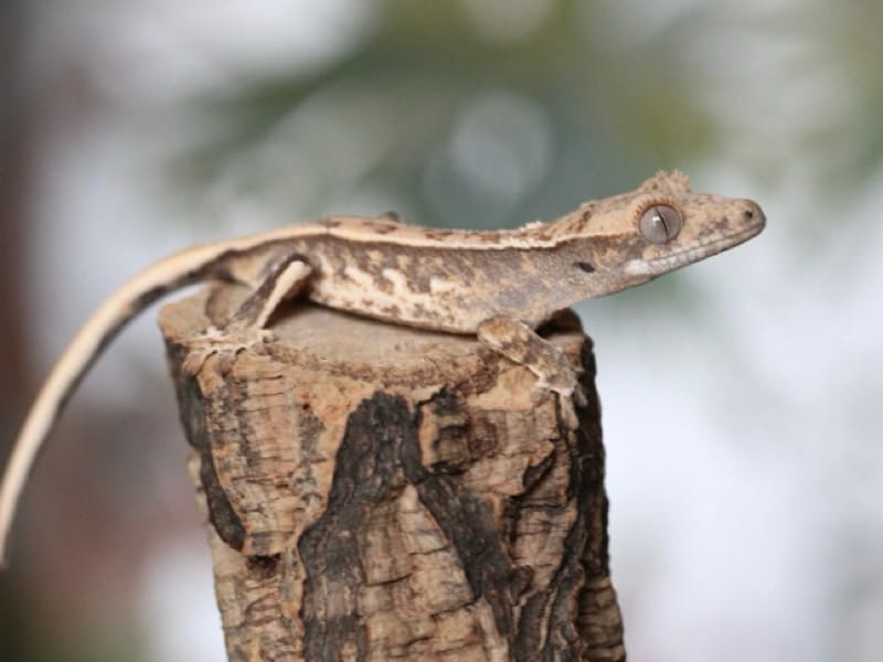 Pretty Lilly White Baby - Unsexed