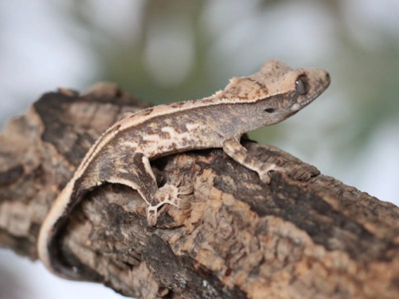 Pretty Lilly White Baby - Unsexed