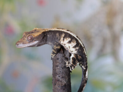 Cappuccino Tri Colour Female