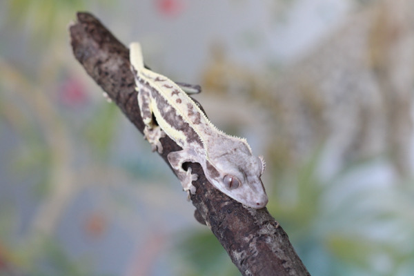 Frappuccino Youngster possible male