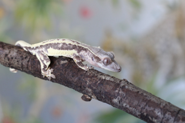 Frappuccino Youngster possible male