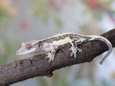 Frappuccino Youngster possible male