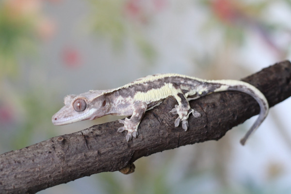 Frappuccino Youngster possible male