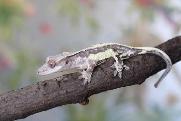 Frappuccino Youngster possible male