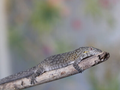 Eurydactylodes Viellardi Females