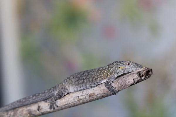 Eurydactylodes Viellardi Females