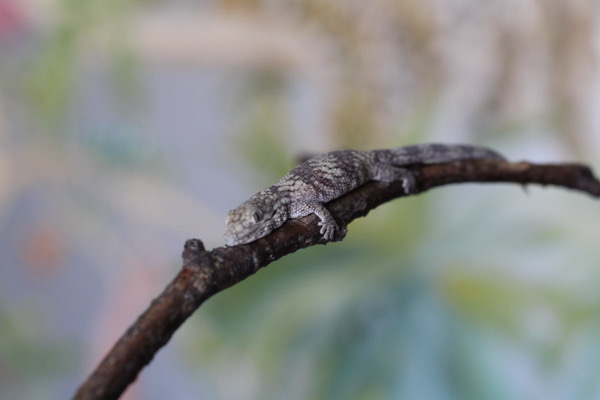 Eurydactylodes Symmetricus Probable Male