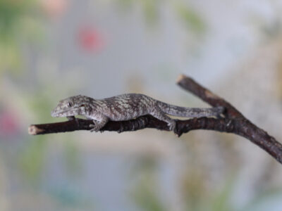 Eurydactylodes Symmetricus Probable Male