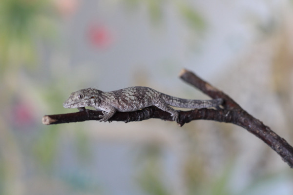 Eurydactylodes Symmetricus Probable Male